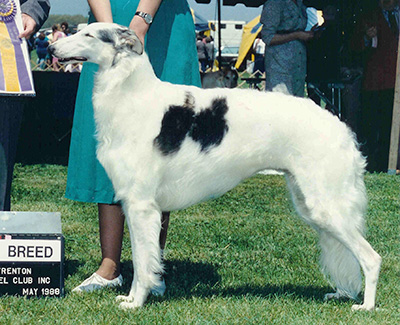 Top Best of Opposite Sex Borzoi 1988